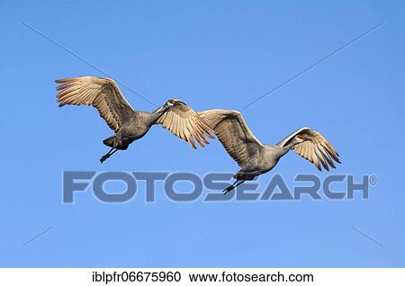 Stock Image - Sandhill crane (Grus canadensis), Sandhill crane, in flight, wintering grounds, Bosque del Apache National Wildlife Refuge, New Mexico, USA, North America. Fotosearch