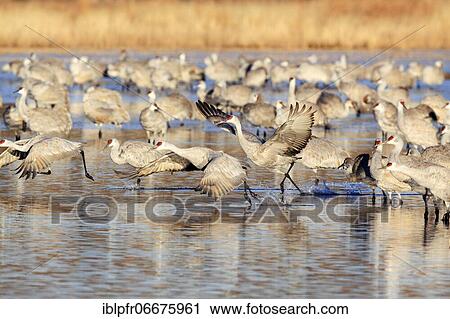 Sandhill crane (Grus canadensis), Sandhill crane, mass standing in water, wintering grounds, Bosque del Apache National Wildlife Refuge, New Mexico, USA, North America View Large Photo Image Stock Image - Sandhill crane (Grus canadensis), Sandhill crane, mass standing in water, wintering grounds, Bosque del Apache National Wildlife Refuge, New Mexico, USA, North America. Fotosearch