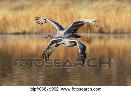 Stock Image - Sandhill crane (Grus canadensis), Sandhill crane, in flight, wintering grounds, Bosque del Apache National Wildlife Refuge, New Mexico, USA, North America. Fotosearch