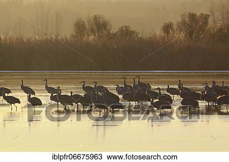 Stock Image - Sandhill crane (Grus canadensis), Sandhill crane, group standing in water at sunrise, wintering grounds, Bosque del Apache National Wildlife Refuge, New Mexico, USA, North America. Fotosearch