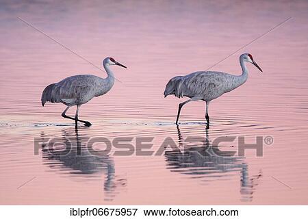 Stock Photo - Sandhill crane (Grus canadensis), Sandhill crane, wading through shallow water at dusk, wintering grounds, Bosque del Apache National Wildlife Refuge, New Mexico, USA, North America. Fotosearch