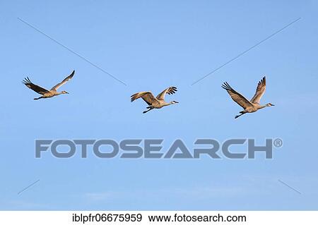 Sandhill crane (Grus canadensis), Sandhill crane, in flight, wintering grounds, Bosque del Apache National Wildlife Refuge, New Mexico, USA, North America View Large Photo Image Stock Photo - Sandhill crane (Grus canadensis), Sandhill crane, in flight, wintering grounds, Bosque del Apache National Wildlife Refuge, New Mexico, USA, North America. Fotosearch
