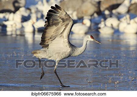 Stock Photograph - Sandhill crane (Grus canadensis), Sandhill crane, taking off, wintering, Bosque del Apache National Wildlife Refuge, New Mexico, USA, North America. Fotosearch