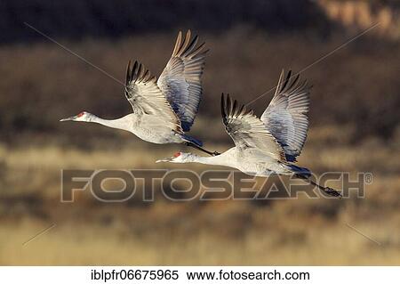Stock Photography - Sandhill crane (Grus canadensis), Sandhill crane, in flight, wintering grounds, Bosque del Apache National Wildlife Refuge, New Mexico, USA, North America. Fotosearch