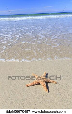 Sandy beach beach on the coast, Scotland, Great Britain View Large Photo Image Stock Photo - Sandy beach beach on the coast, Scotland, Great Britain. Fotosearch
