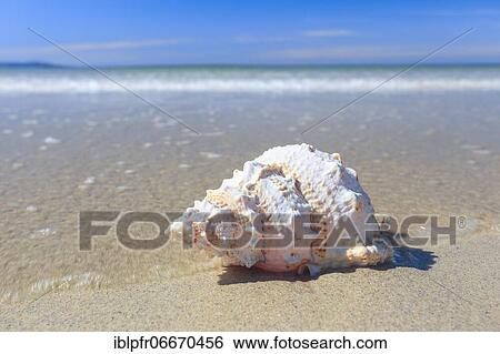 Sandy beach beach on the coast, Scotland, Great Britain View Large Photo Image Stock Photograph - Sandy beach beach on the coast, Scotland, Great Britain. Fotosearch