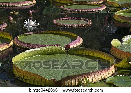 Santa Cruz waterlilies (Victoria cruziana), Erlangen Botanical Garden, Middle Franconia, Bavaria, Germany, Europe View Large Photo Image Stock Image - Santa Cruz waterlilies (Victoria cruziana), Erlangen Botanical Garden, Middle Franconia, Bavaria, Germany, Europe. Fotosearch