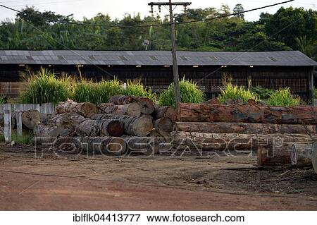 Sawmill, illegal logging, Amazon rainforest, Trairão, Trairão District, Pará, Brazil, South America View Large Photo Image Stock Photo - Sawmill, illegal logging, Amazon rainforest, Trairão, Trairão District, Pará, Brazil, South America. Fotosearch
