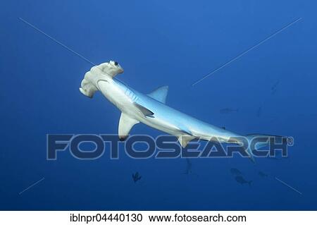Stock Image - Scalloped hammerhead shark (Sphyrna lewini) swimming in open sea, Red Sea, Egypt, Africa. Fotosearch