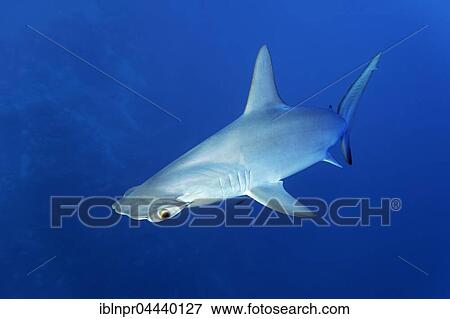 Scalloped hammerhead shark (Sphyrna lewini) swimming in open sea, Red Sea, Egypt, Africa View Large Photo Image Stock Photo - Scalloped hammerhead shark (Sphyrna lewini) swimming in open sea, Red Sea, Egypt, Africa. Fotosearch