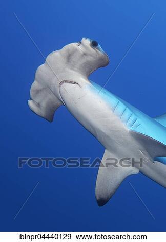 Scalloped hammerhead shark (Sphyrna lewini) swimming in open sea, Close-Up, Red Sea, Egypt, Africa View Large Photo Image Stock Photo - Scalloped hammerhead shark (Sphyrna lewini) swimming in open sea, Close-Up, Red Sea, Egypt, Africa. Fotosearch