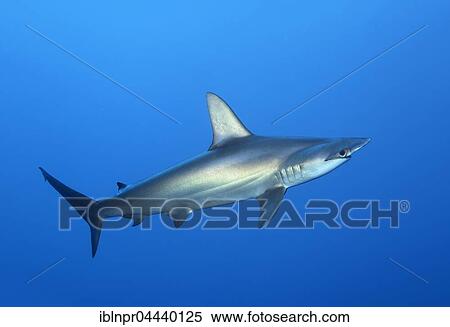 Scalloped hammerhead shark (Sphyrna lewini) swimming in open sea, Red Sea, Egypt, Africa View Large Photo Image Stock Photography - Scalloped hammerhead shark (Sphyrna lewini) swimming in open sea, Red Sea, Egypt, Africa. Fotosearch