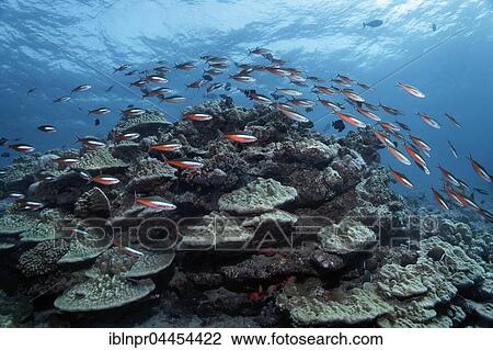 Stock Image - School of neon fusiliers (Pterocaesio tile), swimming over coral reef, Lhaviyani Atoll, Maldives, Asia. Fotosearch