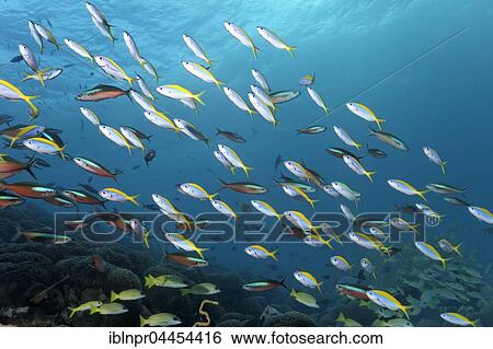 Stock Photograph - School of yellowback fusiliers (Caesio xanthonota) and neon fusiliers (Pterocaesio tile), swimming over coral reef, Lhaviyani Atoll, Maldives, Asia. Fotosearch
