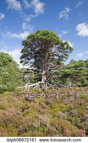 Stock Image - Scots pine, Cairngorms N. P., Scotland, United Kingdom, Europe. Fotosearch