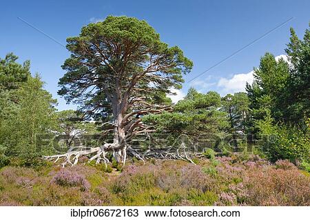 Scots pine, Cairngorms N. P., Scotland, United Kingdom, Europe View Large Photo Image Stock Image - Scots pine, Cairngorms N. P., Scotland, United Kingdom, Europe. Fotosearch
