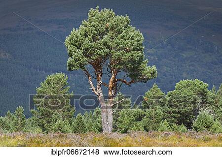 Scots pine, Cairngorms N. P., Scotland, United Kingdom, Europe View Large Photo Image Stock Photo - Scots pine, Cairngorms N. P., Scotland, United Kingdom, Europe. Fotosearch