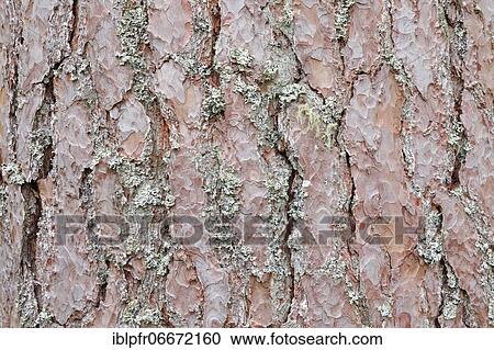 Stock Image - Scots pine (Pinus sylvestris) Cones. Fotosearch