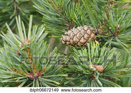 Stock Photo - Scots pine (Pinus sylvestris) Cones. Fotosearch