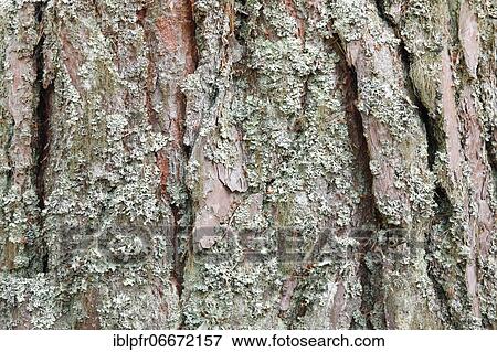 Stock Photo - Scots pine (Pinus sylvestris) Cones. Fotosearch