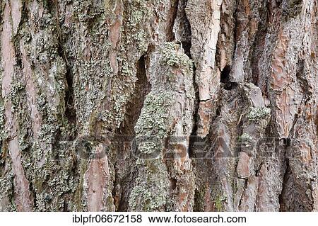 Stock Photo - Scots pine (Pinus sylvestris) Cones. Fotosearch