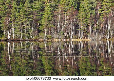 Scots pine (Pinus sylvestris), Cairngorms NP, Scotland, United Kingdom, Europe View Large Photo Image Stock Image - Scots pine (Pinus sylvestris), Cairngorms NP, Scotland, United Kingdom, Europe. Fotosearch