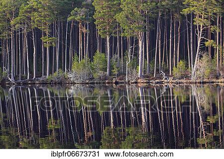 Stock Image - Scots pine (Pinus sylvestris), Cairngorms NP, Scotland, United Kingdom, Europe. Fotosearch