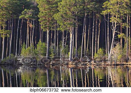 Scots pine (Pinus sylvestris), Cairngorms NP, Scotland, United Kingdom, Europe View Large Photo Image Stock Image - Scots pine (Pinus sylvestris), Cairngorms NP, Scotland, United Kingdom, Europe. Fotosearch