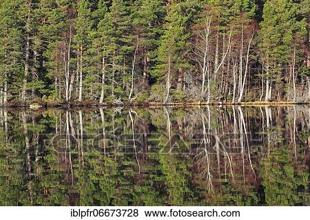 Scots pine (Pinus sylvestris), Cairngorms NP, Scotland, United Kingdom, Europe View Large Photo Image Stock Photo - Scots pine (Pinus sylvestris), Cairngorms NP, Scotland, United Kingdom, Europe. Fotosearch