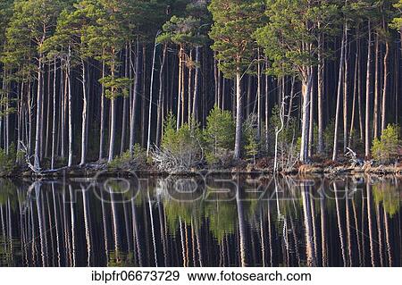Scots pine (Pinus sylvestris), Cairngorms NP, Scotland, United Kingdom, Europe View Large Photo Image Stock Photo - Scots pine (Pinus sylvestris), Cairngorms NP, Scotland, United Kingdom, Europe. Fotosearch