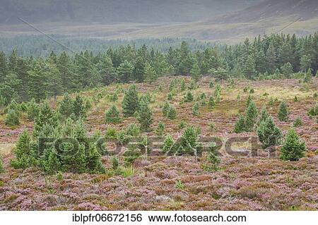 Scots pines and heather, Cairngorms National Park, Scotland, Great Britain View Large Photo Image Stock Photograph - Scots pines and heather, Cairngorms National Park, Scotland, Great Britain. Fotosearch