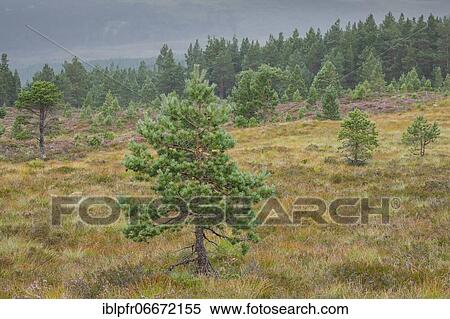 Stock Photography - Scots pines and heather, Cairngorms National Park, Scotland, Great Britain. Fotosearch