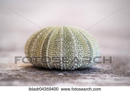 Sea urchin (Echinoidea), skeleton View Large Photo Image Stock Image - Sea urchin (Echinoidea), skeleton. Fotosearch