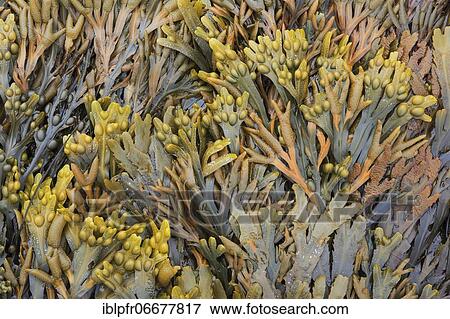 Seaweed, Great Britain View Large Photo Image Stock Photo - Seaweed, Great Britain. Fotosearch