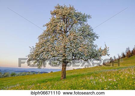 Seebodenalp, blossoming pear tree in spring, Schwyz, Switzerland, Europe View Large Photo Image Stock Image - Seebodenalp, blossoming pear tree in spring, Schwyz, Switzerland, Europe. Fotosearch