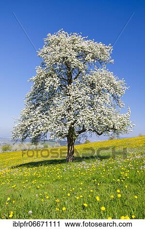 Seebodenalp, blossoming pear tree in spring, Schwyz, Switzerland, Europe View Large Photo Image Stock Image - Seebodenalp, blossoming pear tree in spring, Schwyz, Switzerland, Europe. Fotosearch