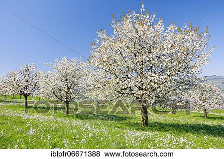 Seebodenalp, cherry trees in spring, Schwyz, Switzerland, Europe View Large Photo Image Stock Photo - Seebodenalp, cherry trees in spring, Schwyz, Switzerland, Europe. Fotosearch