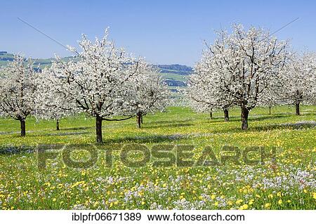 Seebodenalp, cherry trees in spring, Schwyz, Switzerland, Europe View Large Photo Image Stock Photo - Seebodenalp, cherry trees in spring, Schwyz, Switzerland, Europe. Fotosearch