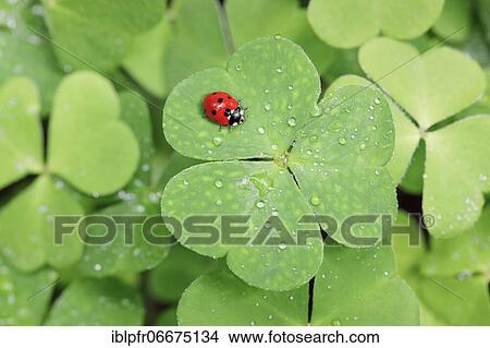 Seven-spot ladybird on clover, Switzerland, Europe View Large Photo Image Picture - Seven-spot ladybird on clover, Switzerland, Europe. Fotosearch