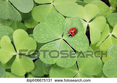 Stock Image - Seven-spot ladybird on clover, Switzerland, Europe. Fotosearch