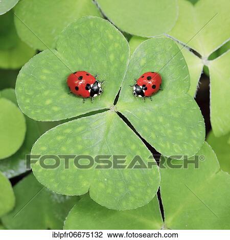 Seven-spot ladybird on clover, Switzerland, Europe View Large Photo Image Stock Image - Seven-spot ladybird on clover, Switzerland, Europe. Fotosearch