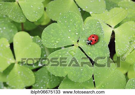 Seven-spot ladybird on clover, Switzerland, Europe View Large Photo Image Stock Image - Seven-spot ladybird on clover, Switzerland, Europe. Fotosearch