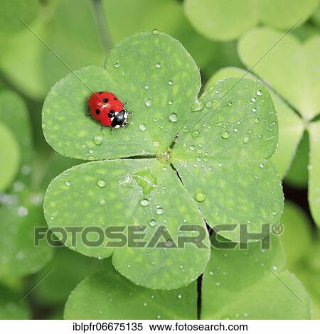 Stock Photography - Seven-spot ladybird on clover, Switzerland, Europe. Fotosearch