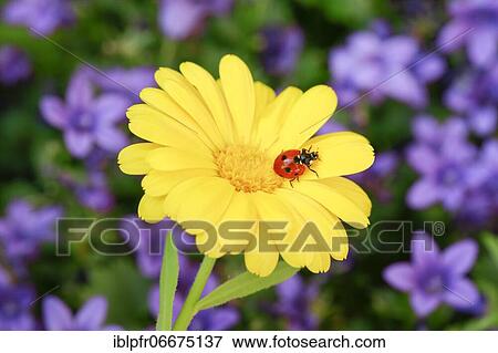 Seven-spot ladybird on marigold, Switzerland, Europe View Large Photo Image Stock Photo - Seven-spot ladybird on marigold, Switzerland, Europe. Fotosearch