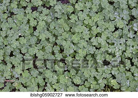 Shamrocks with water drops, near Schierke, Harz, Saxony-Anhalt, Germany, Europe View Large Photo Image Stock Photo - Shamrocks with water drops, near Schierke, Harz, Saxony-Anhalt, Germany, Europe. Fotosearch
