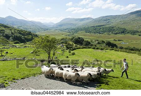 Shepherd with flock of sheep on pasture in hilly mountain scenery, Kissane Sheep Farm, Kenmare, Killarney, County Kerry, Ireland, Europe View Large Photo Image Picture - Shepherd with flock of sheep on pasture in hilly mountain scenery, Kissane Sheep Farm, Kenmare, Killarney, County Kerry, Ireland, Europe. Fotosearch