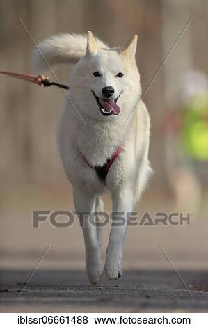 Siberian Husky male at train sport, Rhineland-Palatinate, Germany, Europe View Large Photo Image Stock Photo - Siberian Husky male at train sport, Rhineland-Palatinate, Germany, Europe. Fotosearch