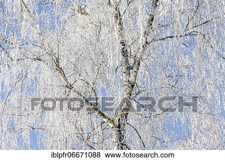 Stock Photo - Silver birch (Betula pendula), weeping birch, white birch, warty birch, birch tree, birch, full of hoar frost in winter, Oetwil am See, Switzerland, Europe. Fotosearch