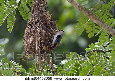 Stock Photo - Silver-breasted broadbill (Serilophus lunatus) on nest, Kaeng Krachan National Park, Phetchaburi, Thailand, Asia. Fotosearch