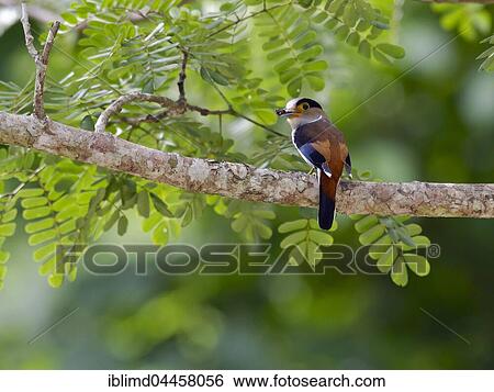 Silver-breasted broadbill (Serilophus lunatus) perched in tree with moth in beak, Kaeng Krachan National Park, Phetchaburi, Thailand, Asia View Large Photo Image Stock Photograph - Silver-breasted broadbill (Serilophus lunatus) perched in tree with moth in beak, Kaeng Krachan National Park, Phetchaburi, Thailand, Asia. Fotosearch